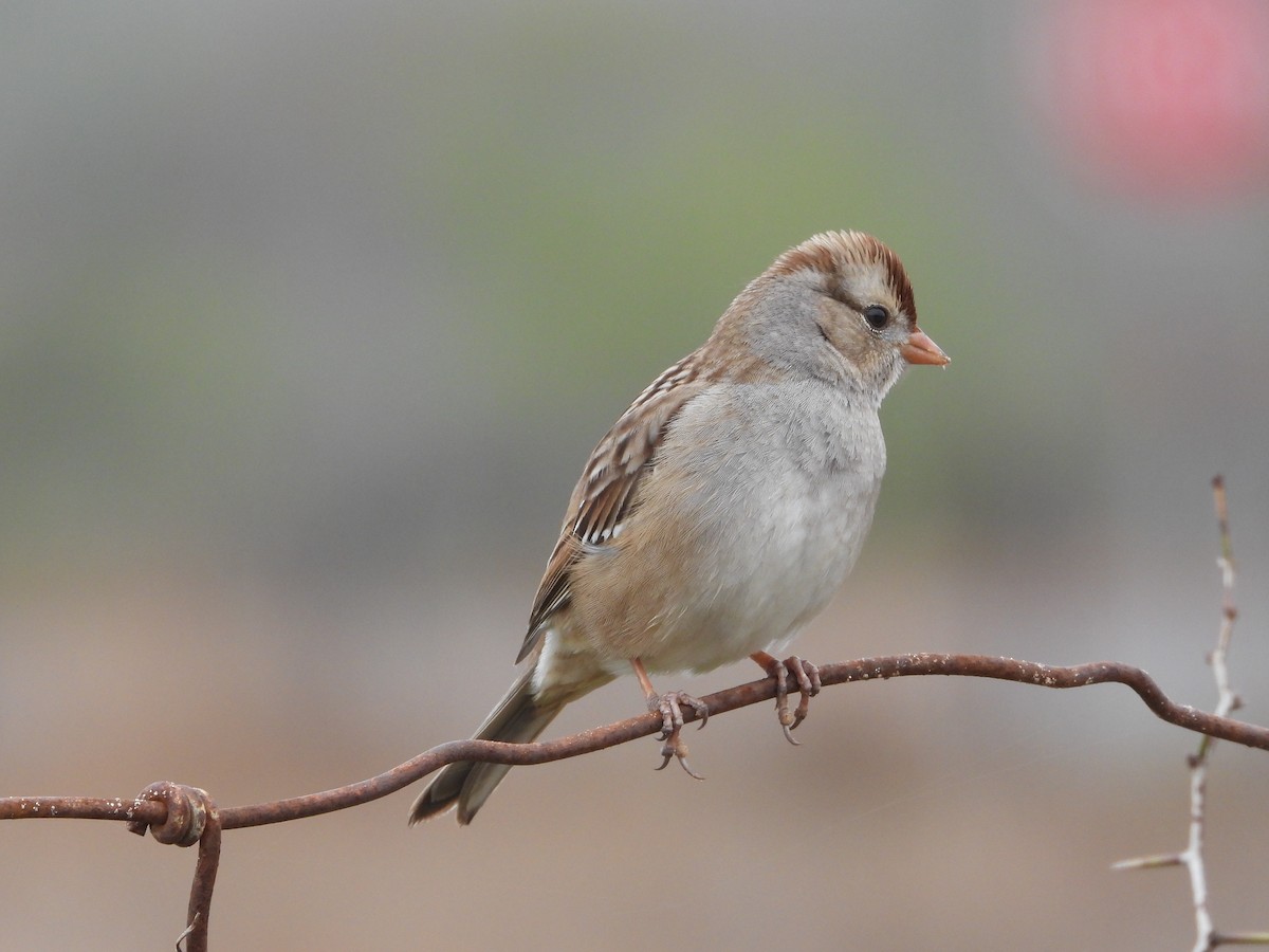 Bruant à couronne blanche - ML615311139