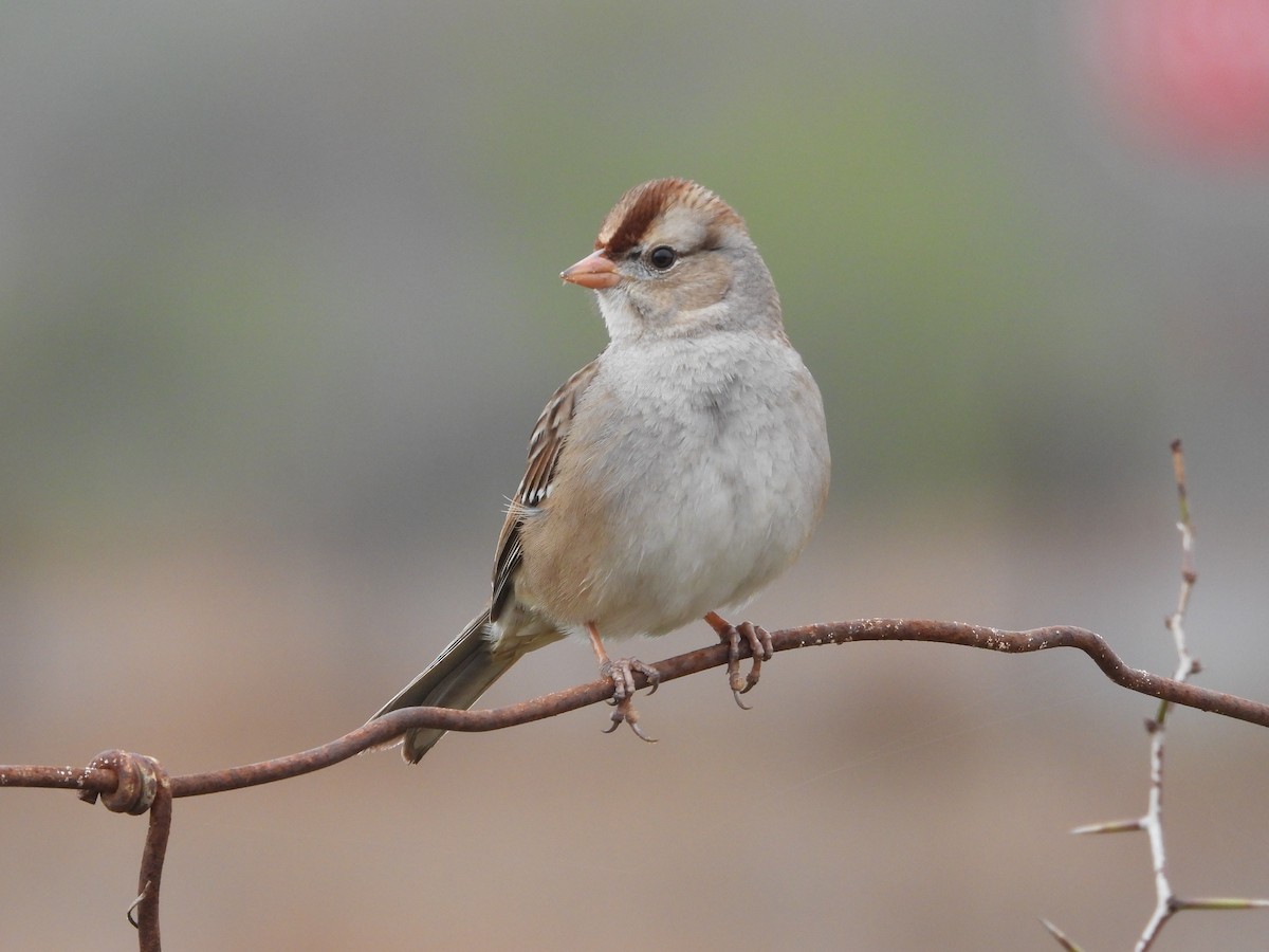 Bruant à couronne blanche - ML615311141