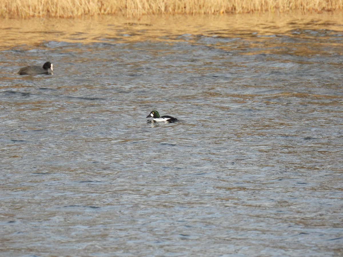 Common Goldeneye - Anastasiya Dragun