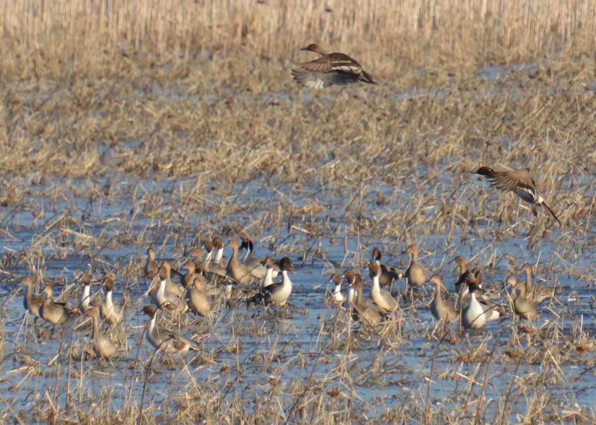 Northern Pintail - ML615311171