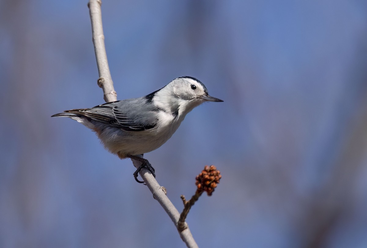 White-breasted Nuthatch - Suzanne Labbé