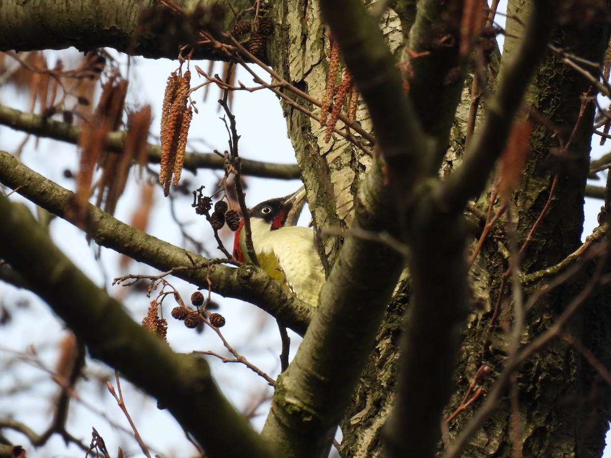 Eurasian Green Woodpecker - Anastasiya Dragun