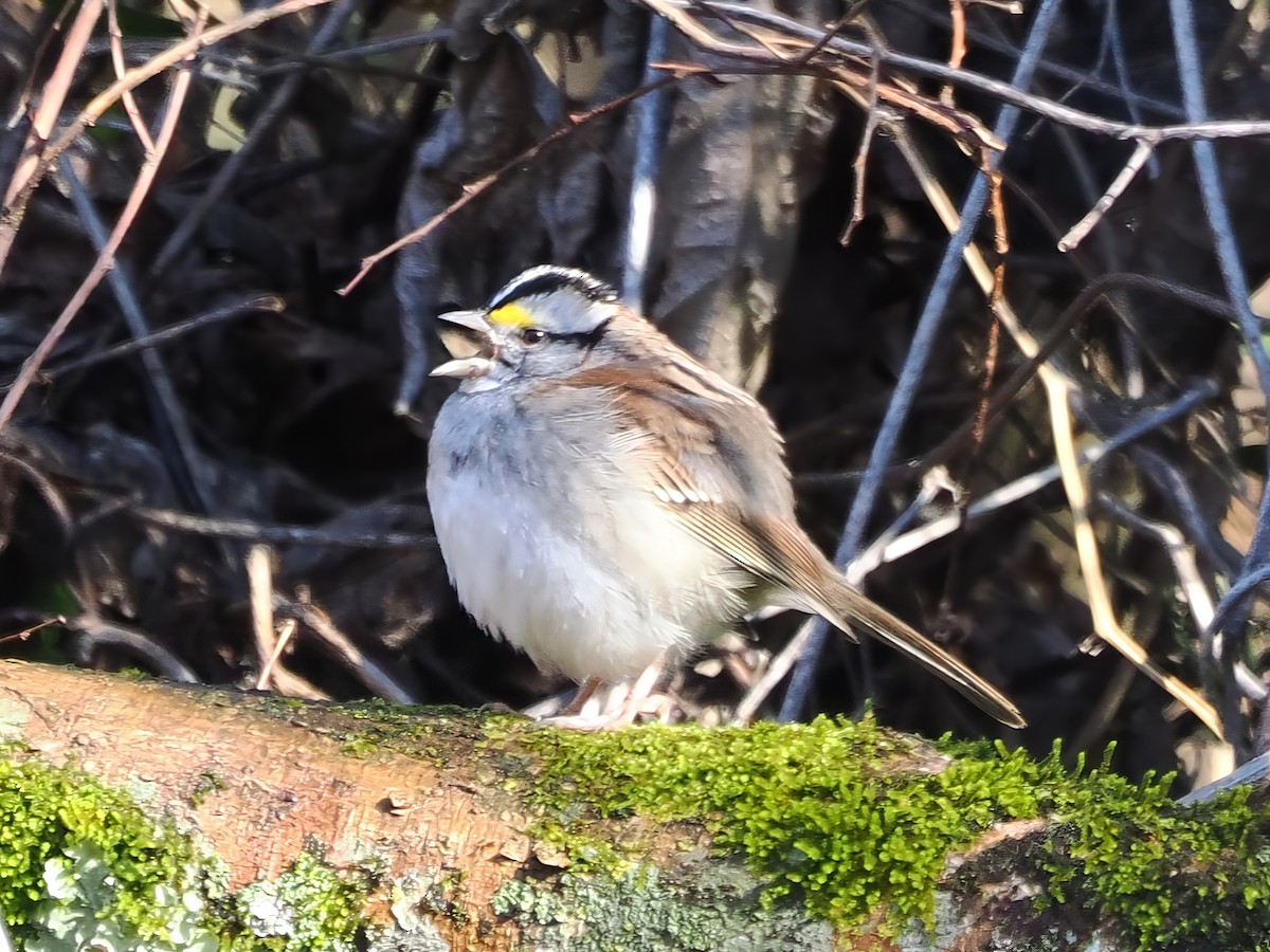 White-throated Sparrow - ML615311212