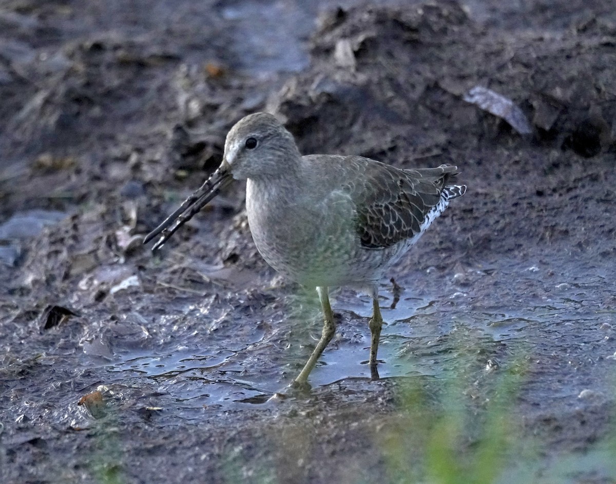 Short-billed Dowitcher - ML615311238