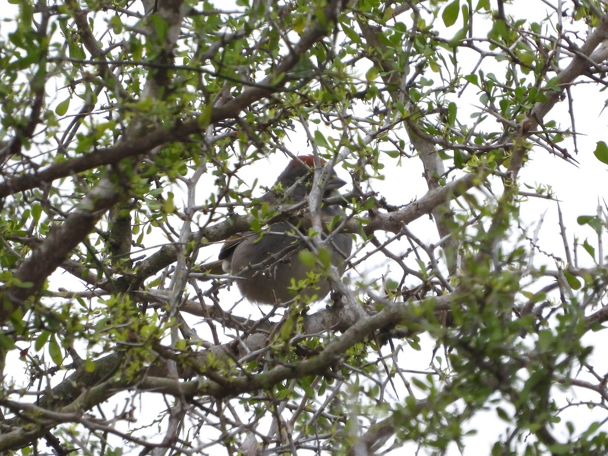 Green-tailed Towhee - Fred Collins