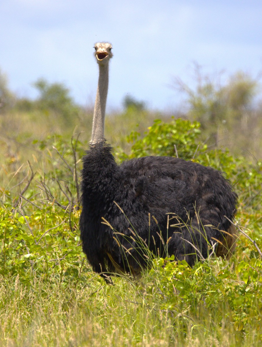 Африканский страус - ML615311297