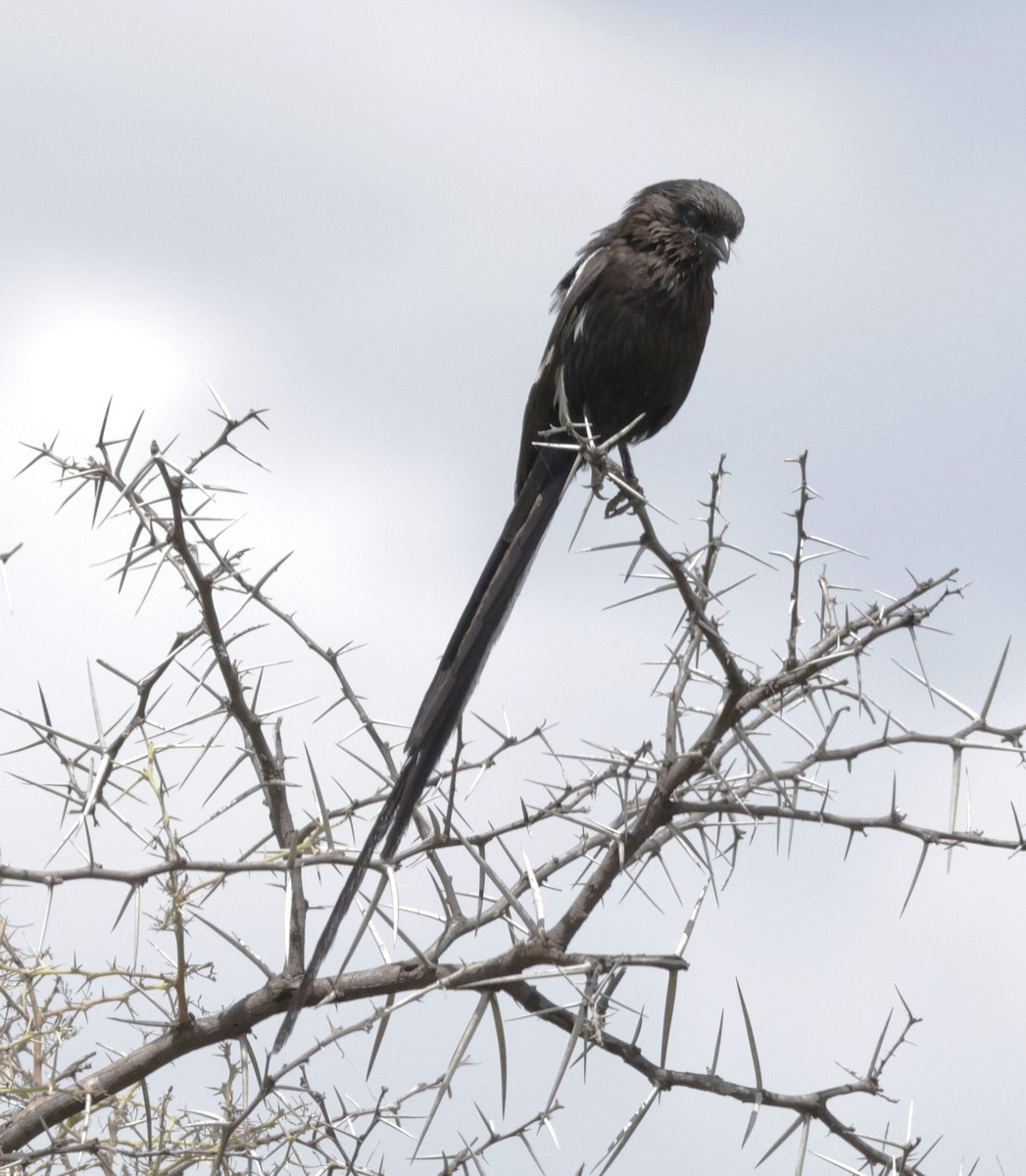 Magpie Shrike - ML615311320