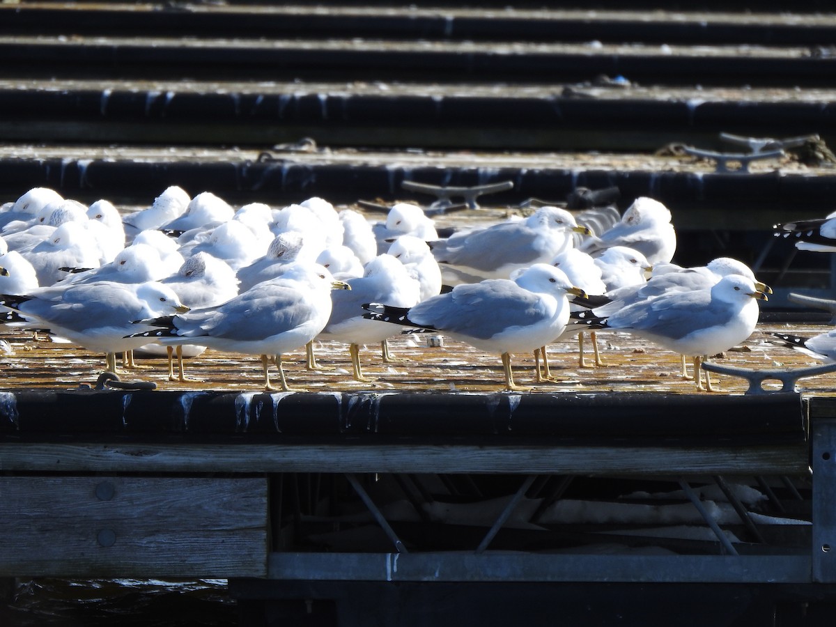 Ring-billed Gull - ML615311347