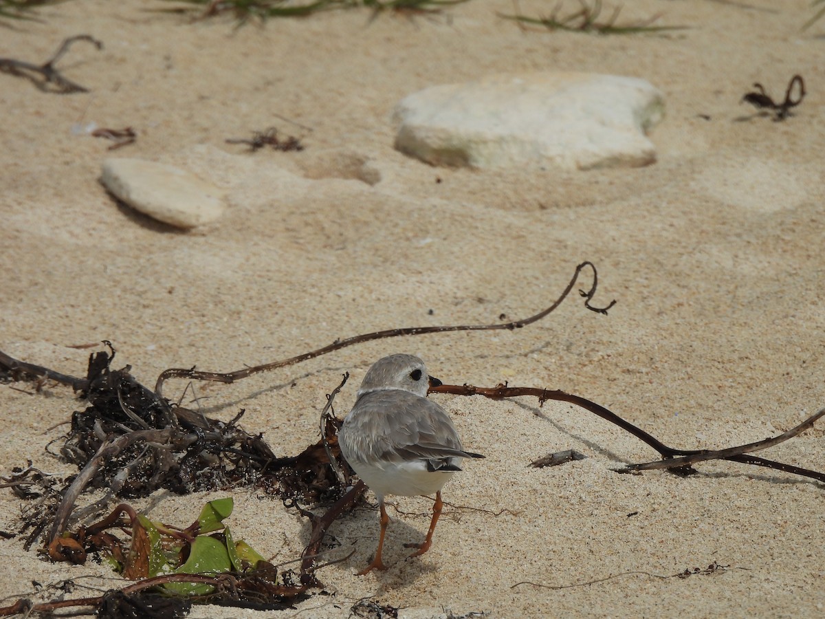 Piping Plover - ML615311372