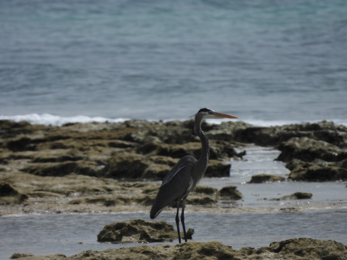 Great Blue Heron - Bridget Davis