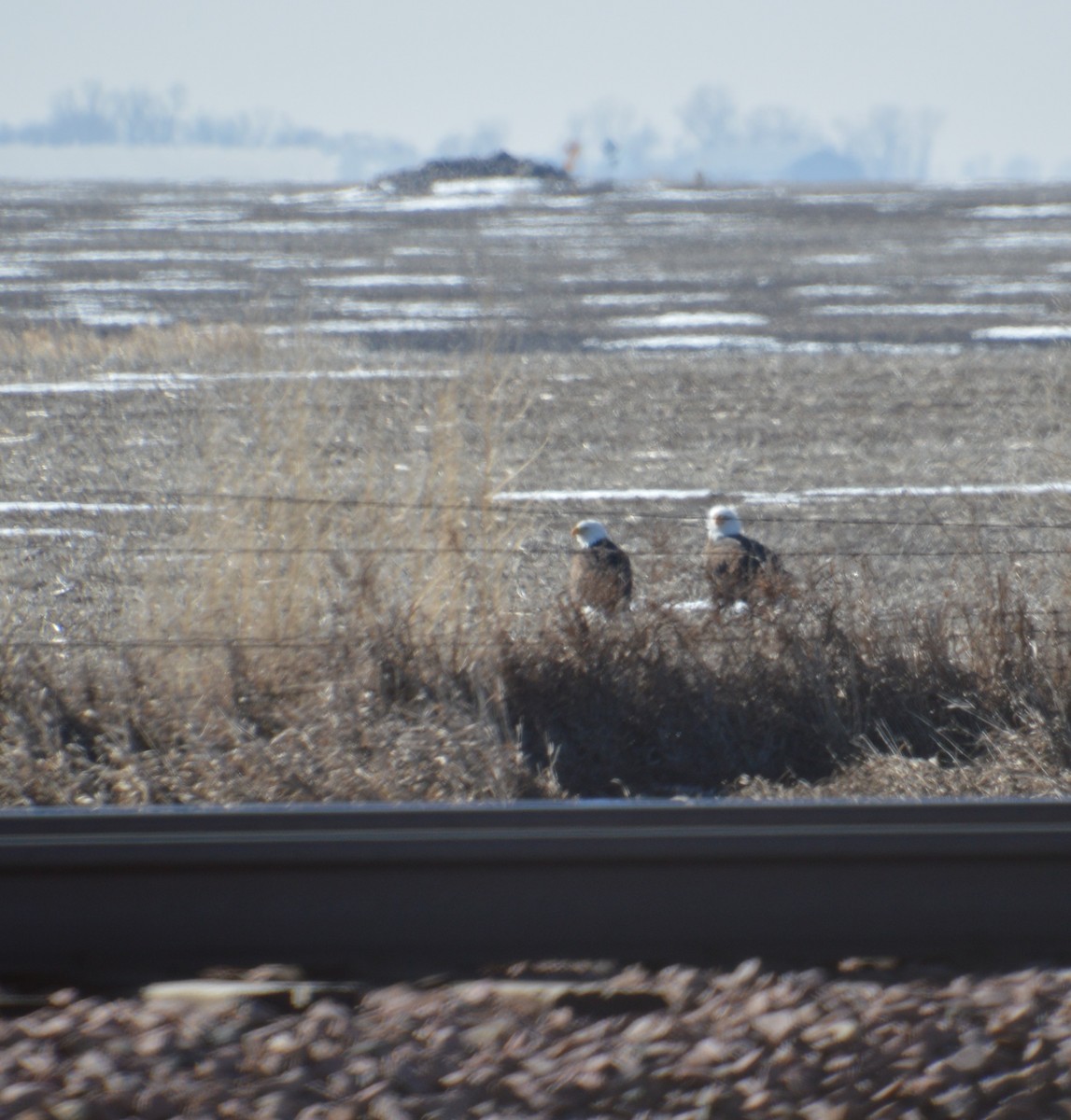 Bald Eagle - ML615311458