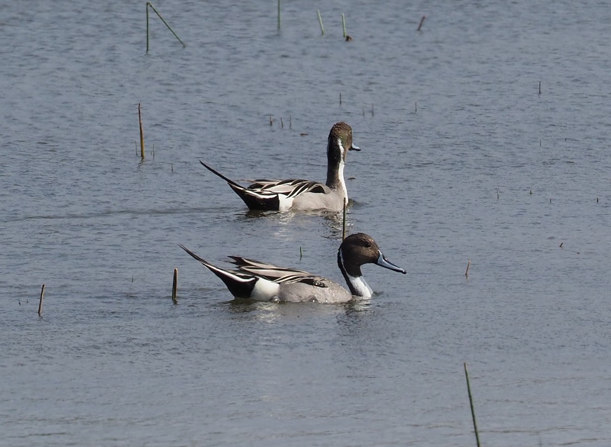 Northern Pintail - Fleur  Hopper