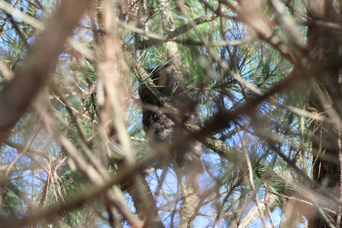 Long-eared Owl - ML615311520