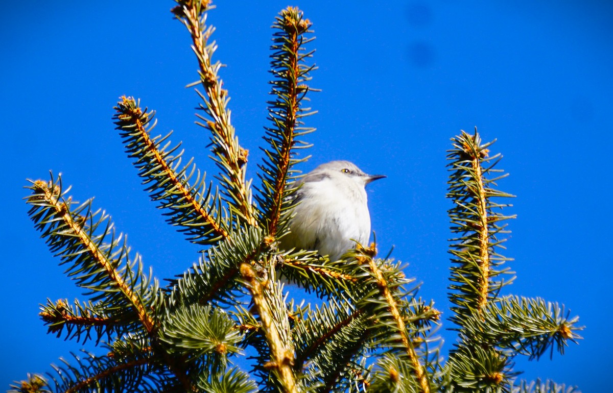 Northern Mockingbird - ML615311533