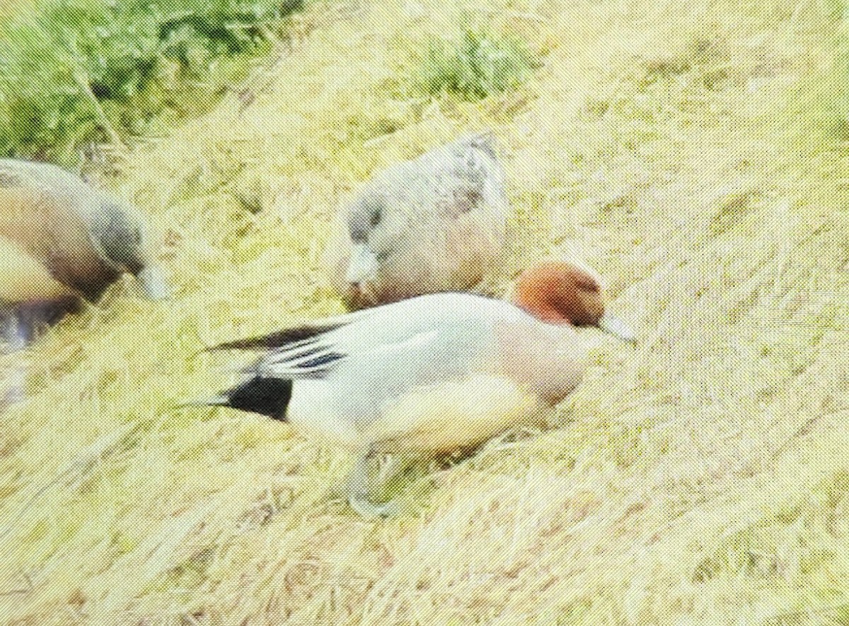 Eurasian Wigeon - ML615311634