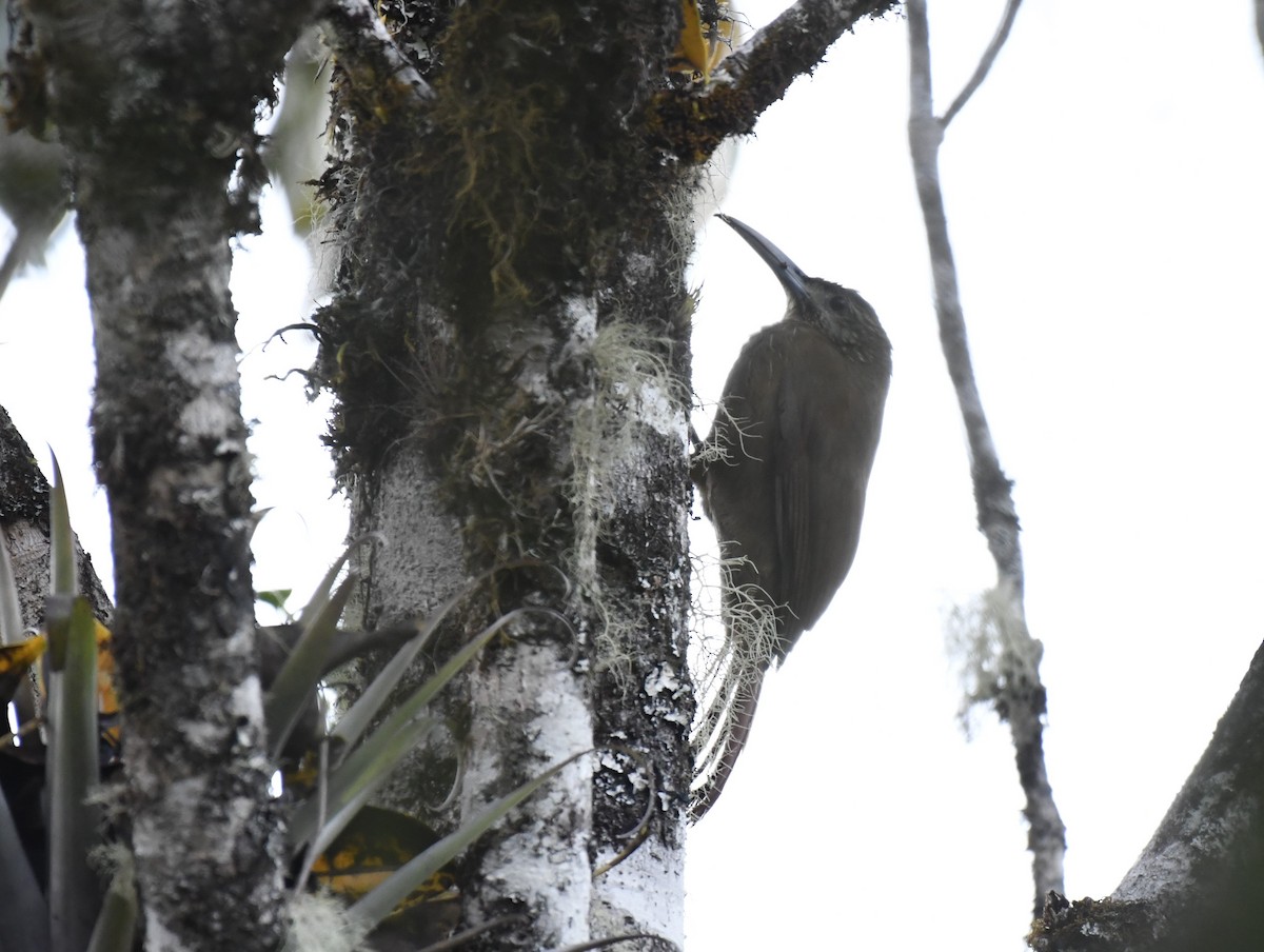 Strong-billed Woodcreeper - ML615311671