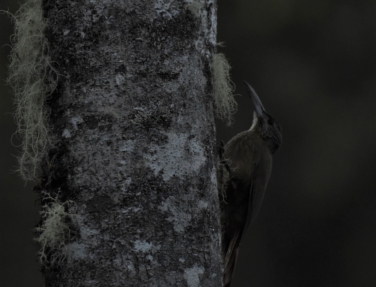 Strong-billed Woodcreeper - ML615311672