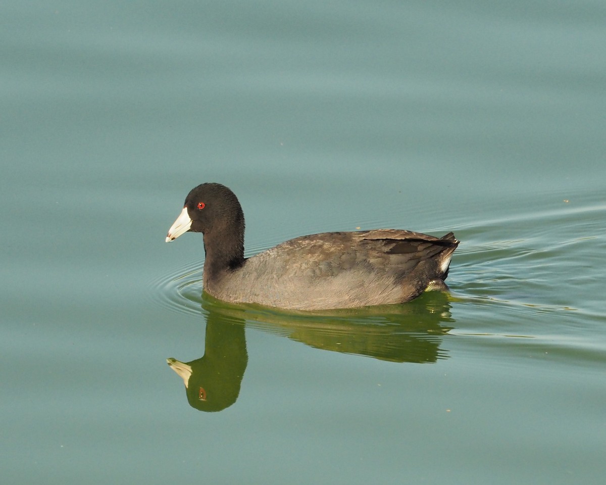 American Coot - Fleur  Hopper