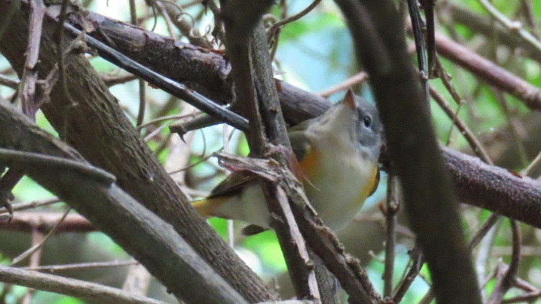 American Redstart - ML615311704