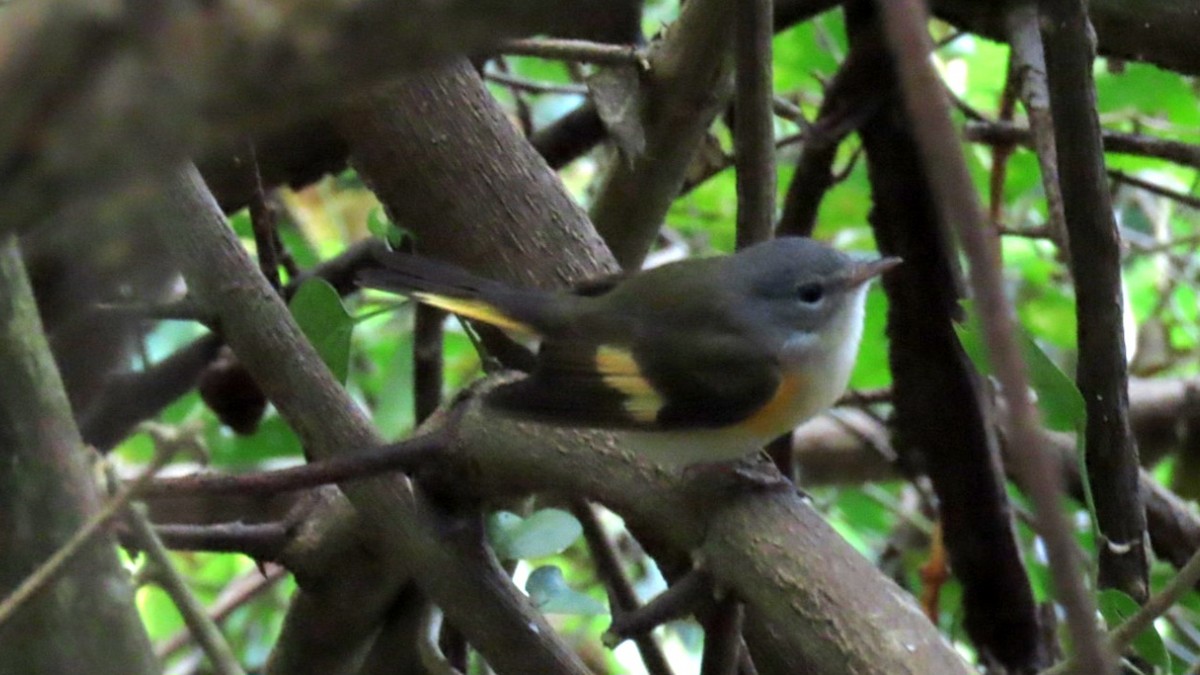 American Redstart - ML615311705