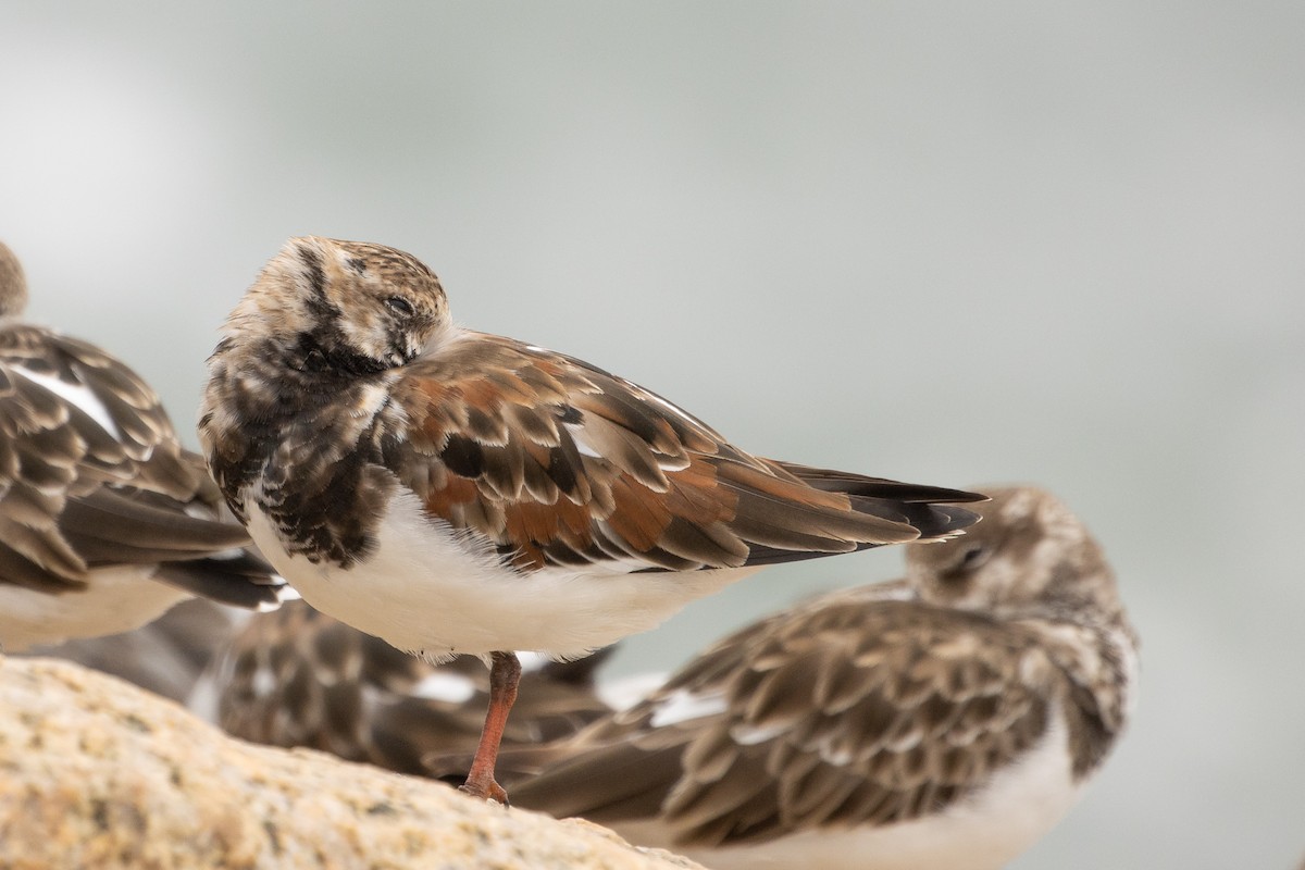 Ruddy Turnstone - Pablo Andrés Cáceres Contreras