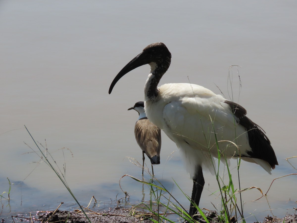 African Sacred Ibis - ML615311796