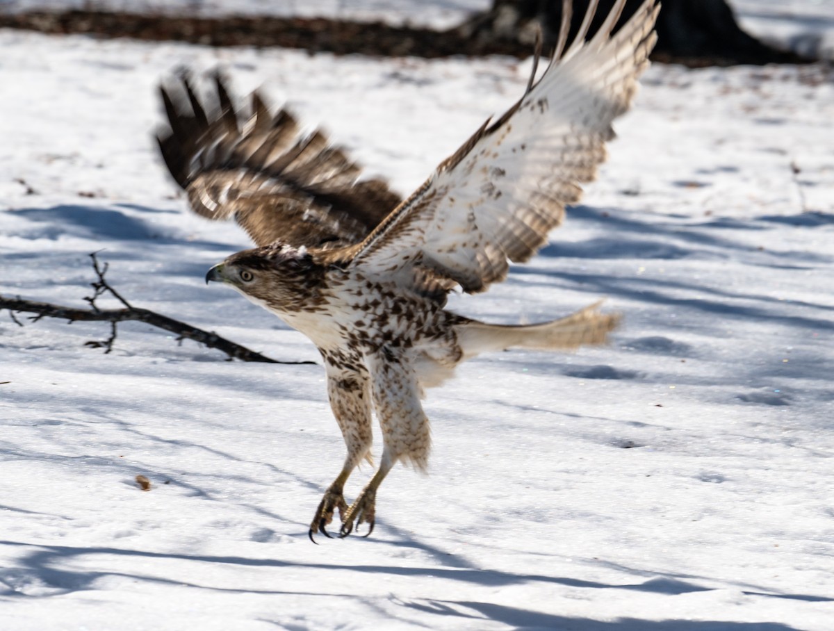 Red-tailed Hawk - ML615311828