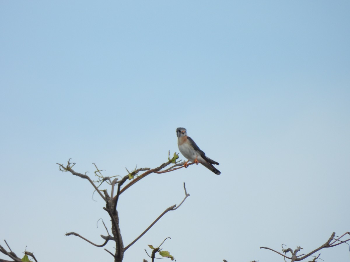 American Kestrel - ML615311876