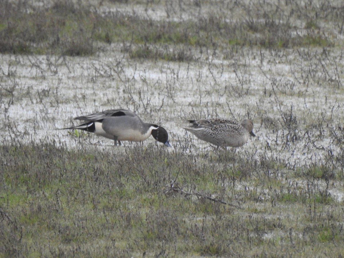 Northern Pintail - ML615311881