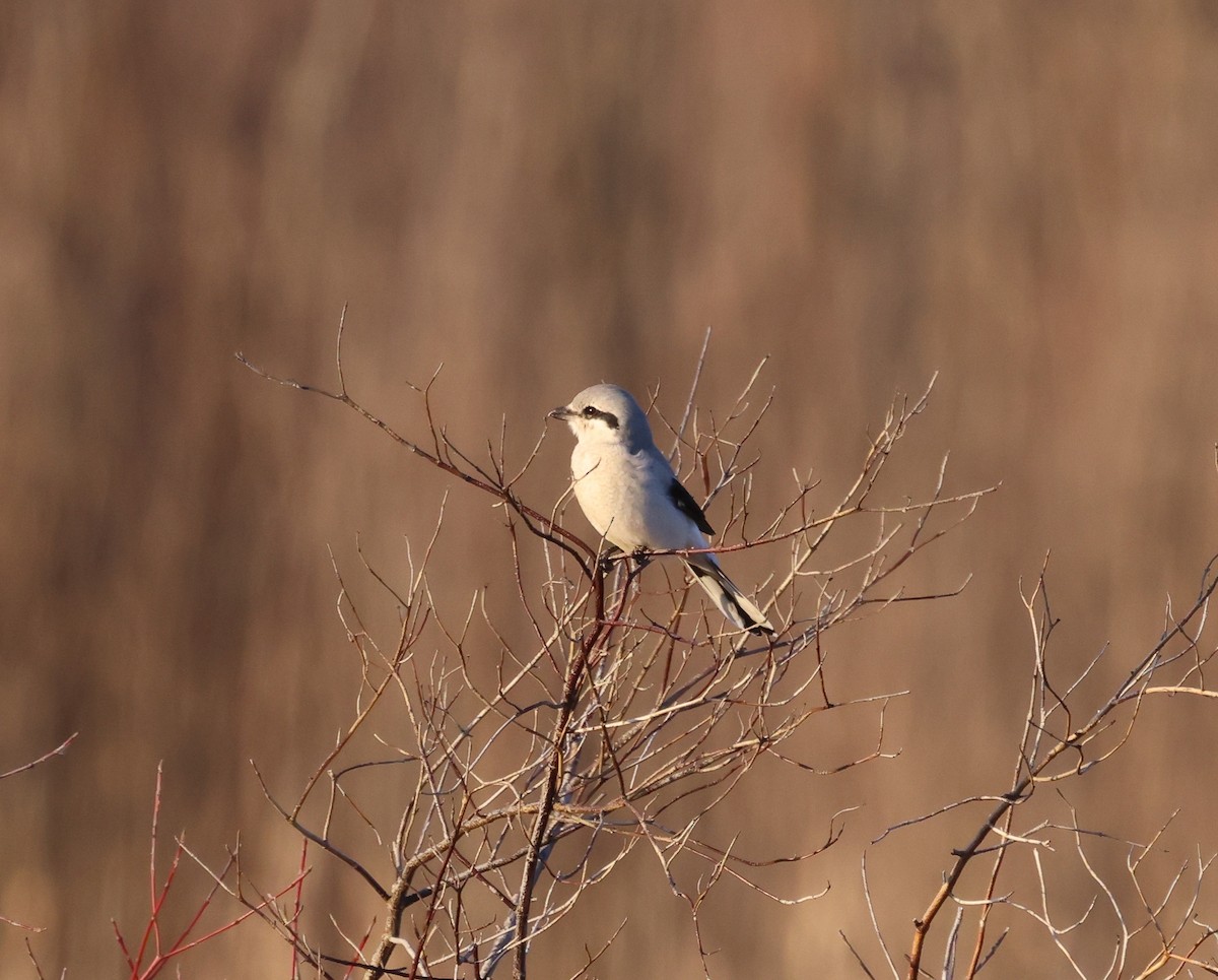 Northern Shrike - Wendy Frasheski