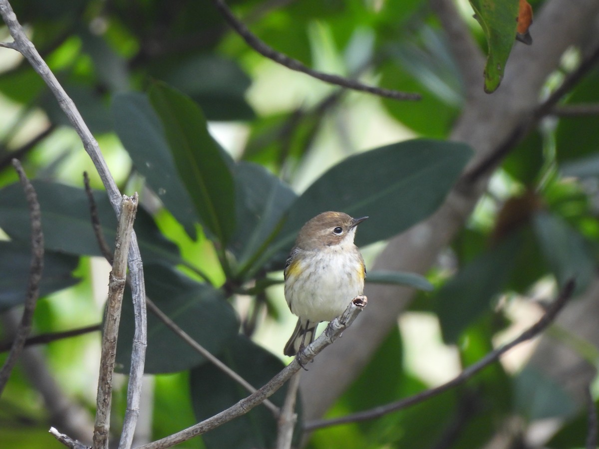 Yellow-rumped Warbler - Bridget Davis