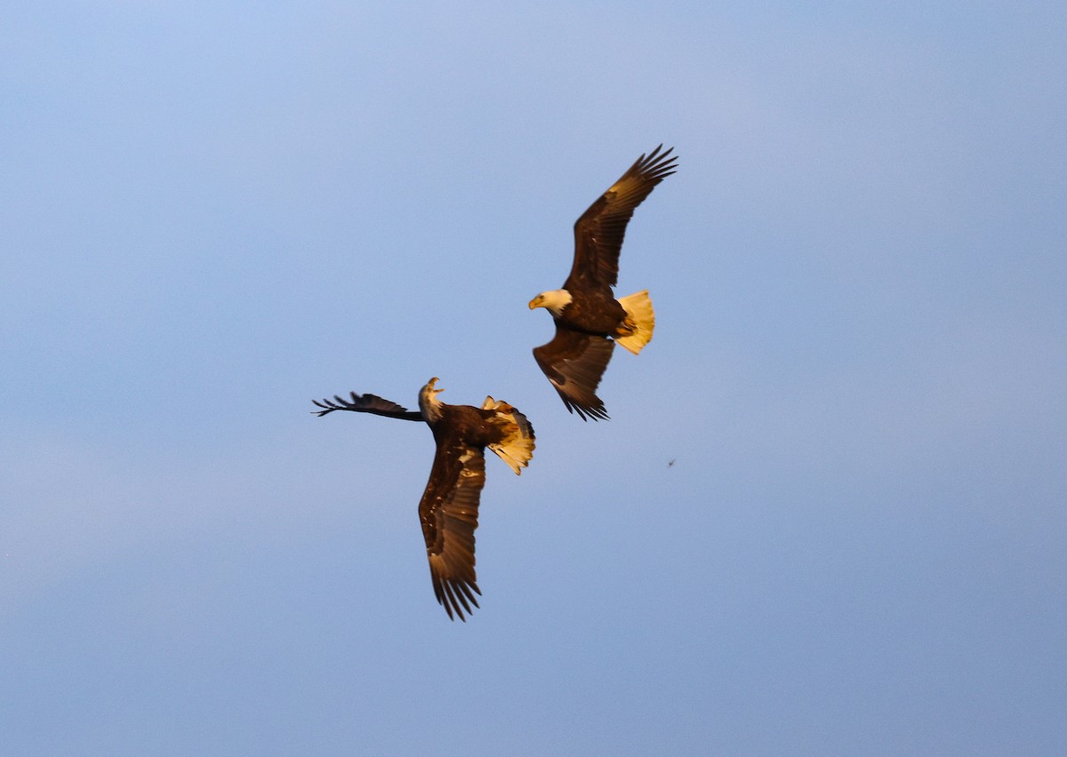 Bald Eagle - ML615311947