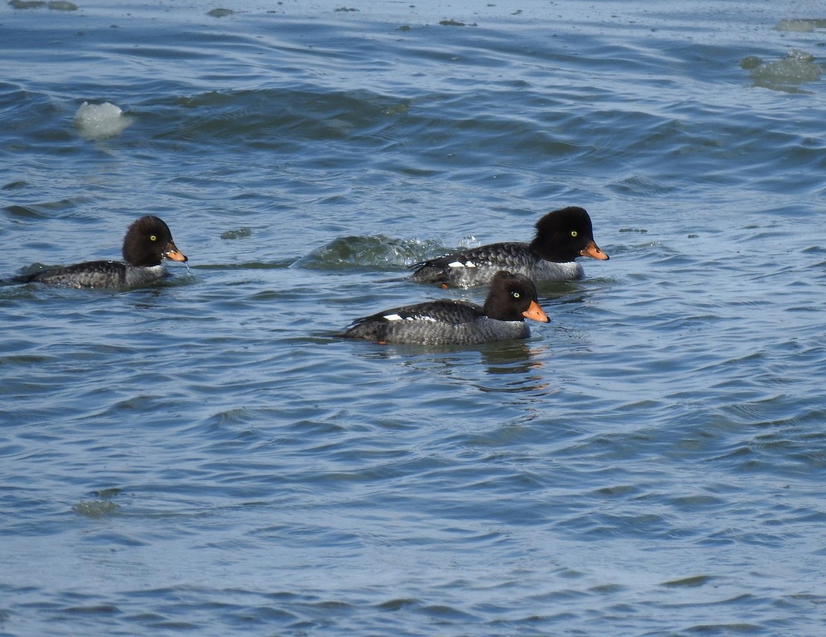 Barrow's Goldeneye - ML615311953