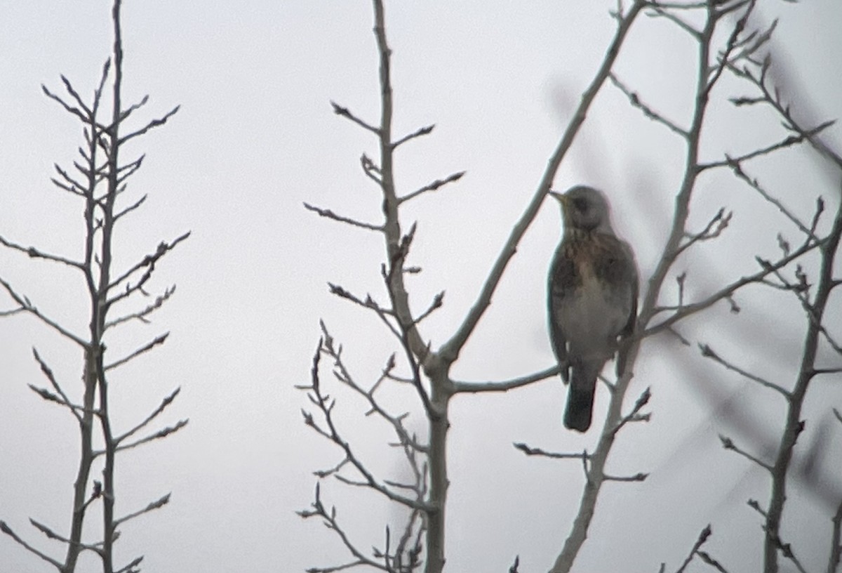 Fieldfare - ML615312108