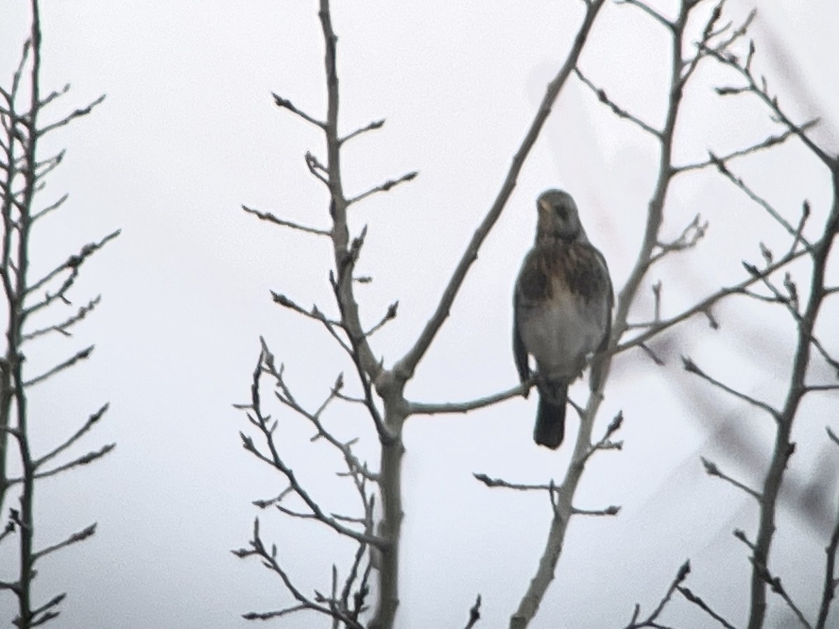 Fieldfare - ML615312109