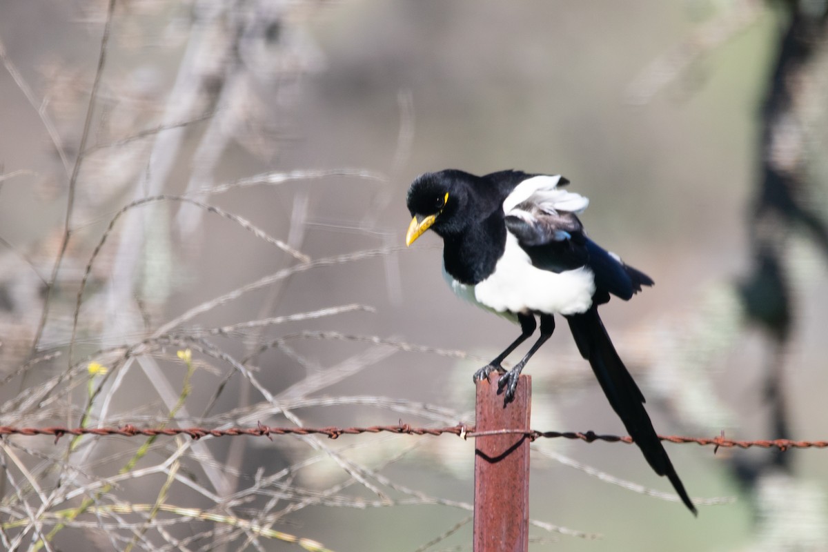 Yellow-billed Magpie - ML615312194