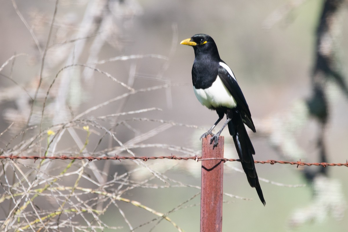 Yellow-billed Magpie - ML615312195