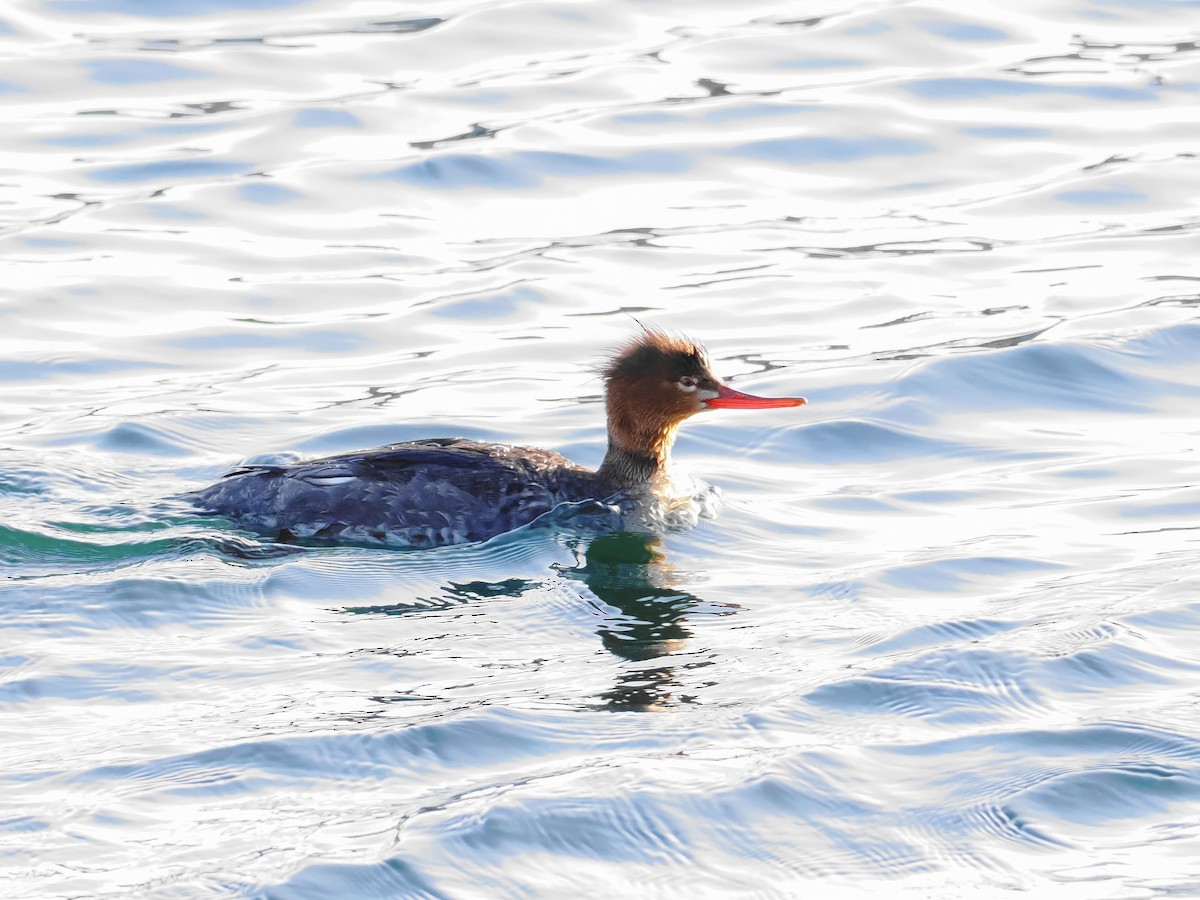 Red-breasted Merganser - ML615312198