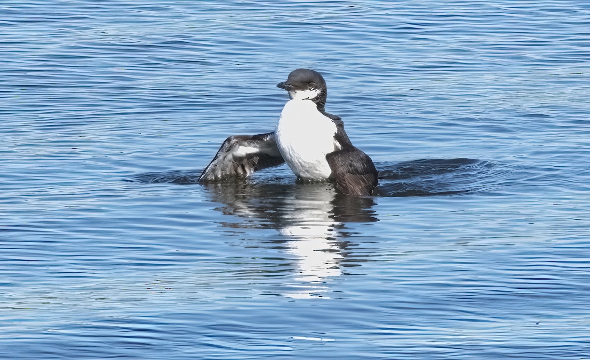 Thick-billed Murre - ML615312228