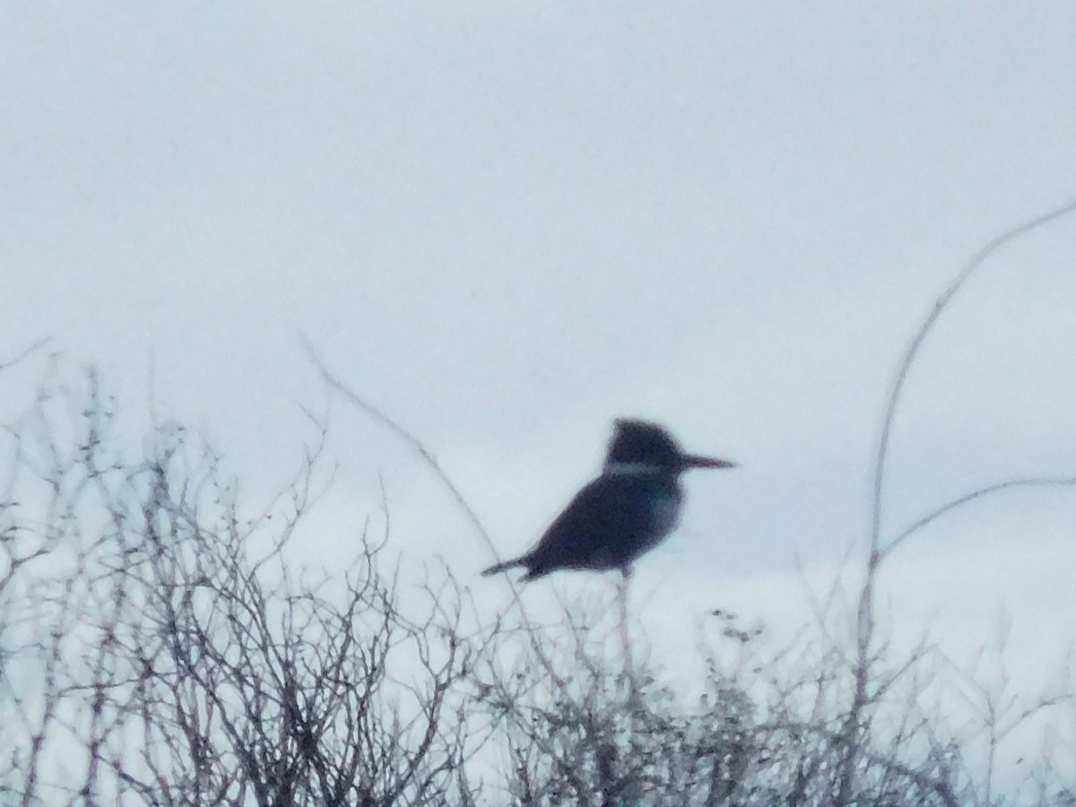 Belted Kingfisher - ML615312229