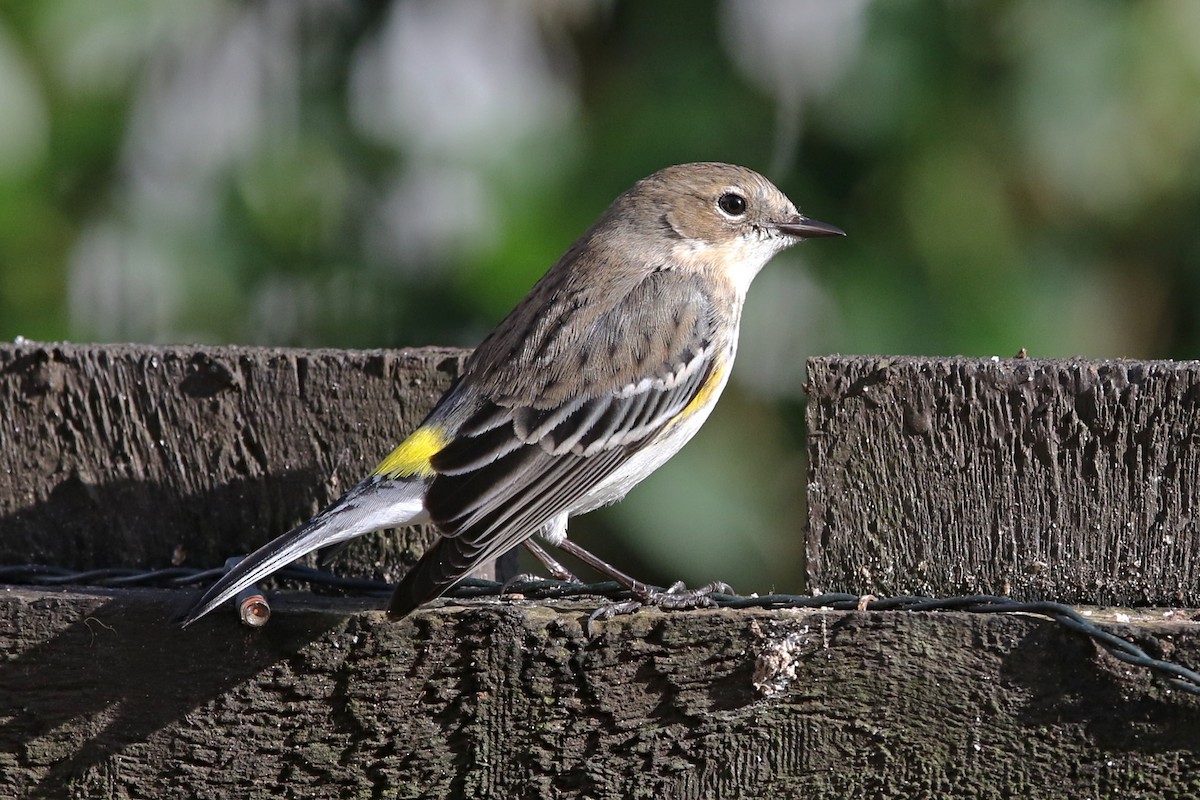 Yellow-rumped Warbler (Myrtle) - Richard Bonser