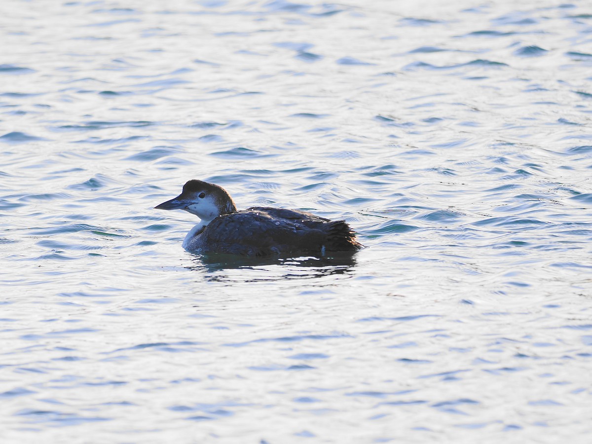 Common Loon - ML615312303