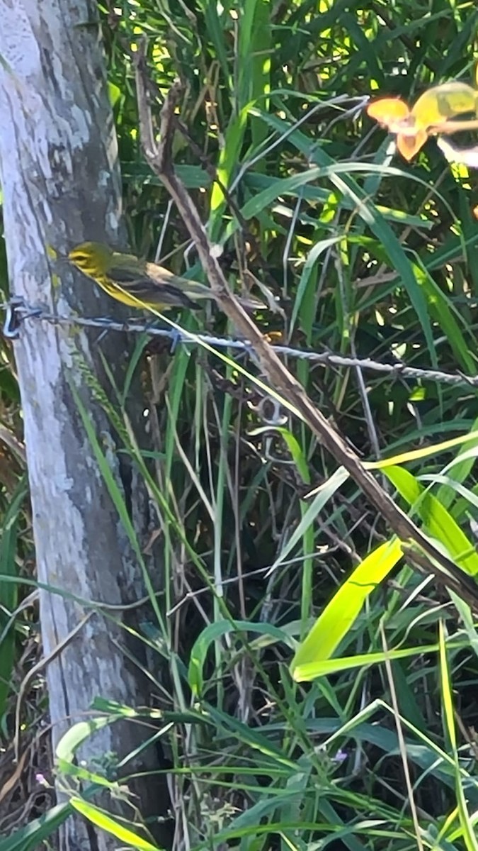 Prairie Warbler - Carmen Maldonado