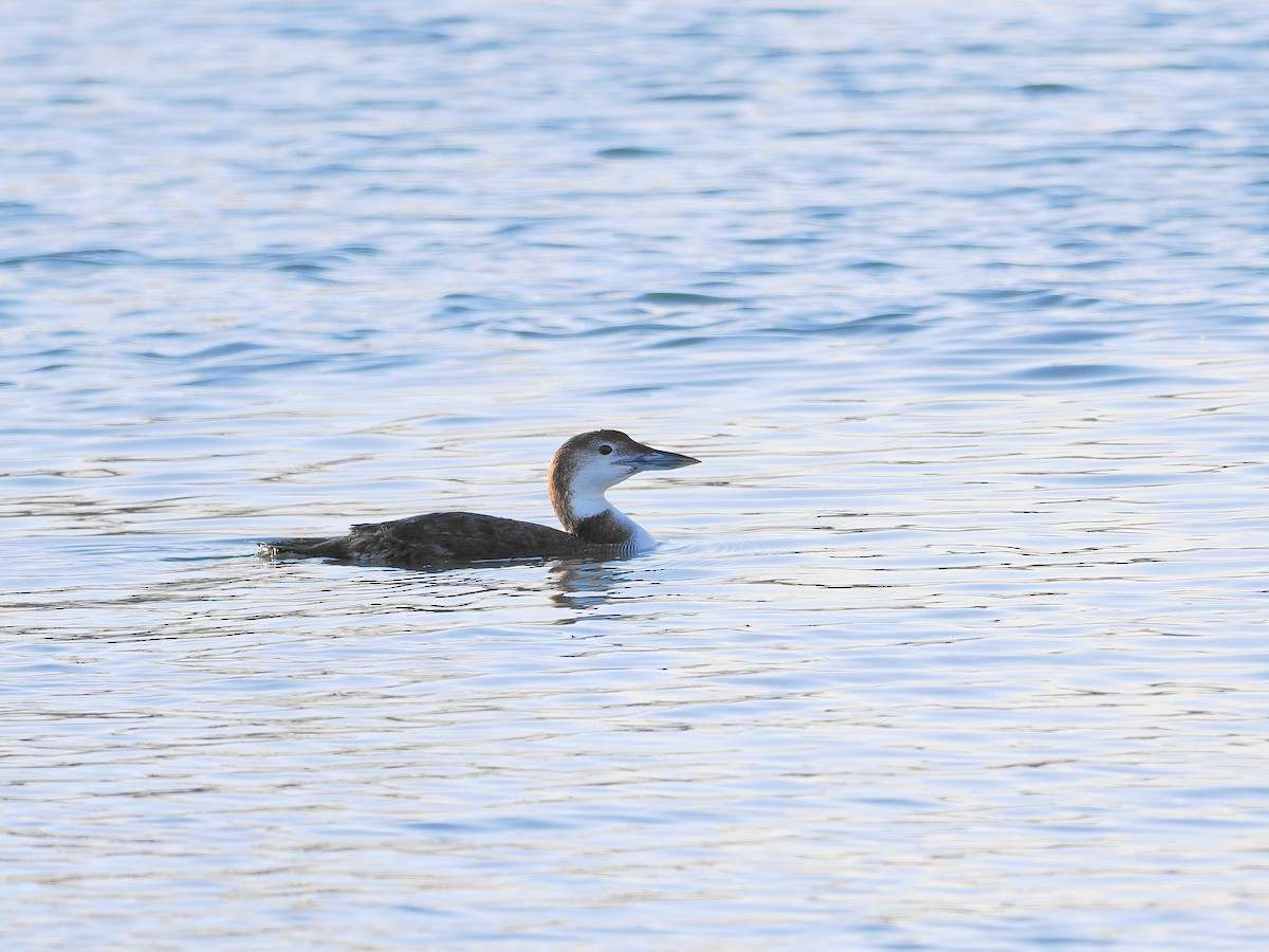 Common Loon - ML615312363