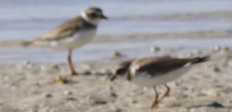 Semipalmated Plover - ML615312386