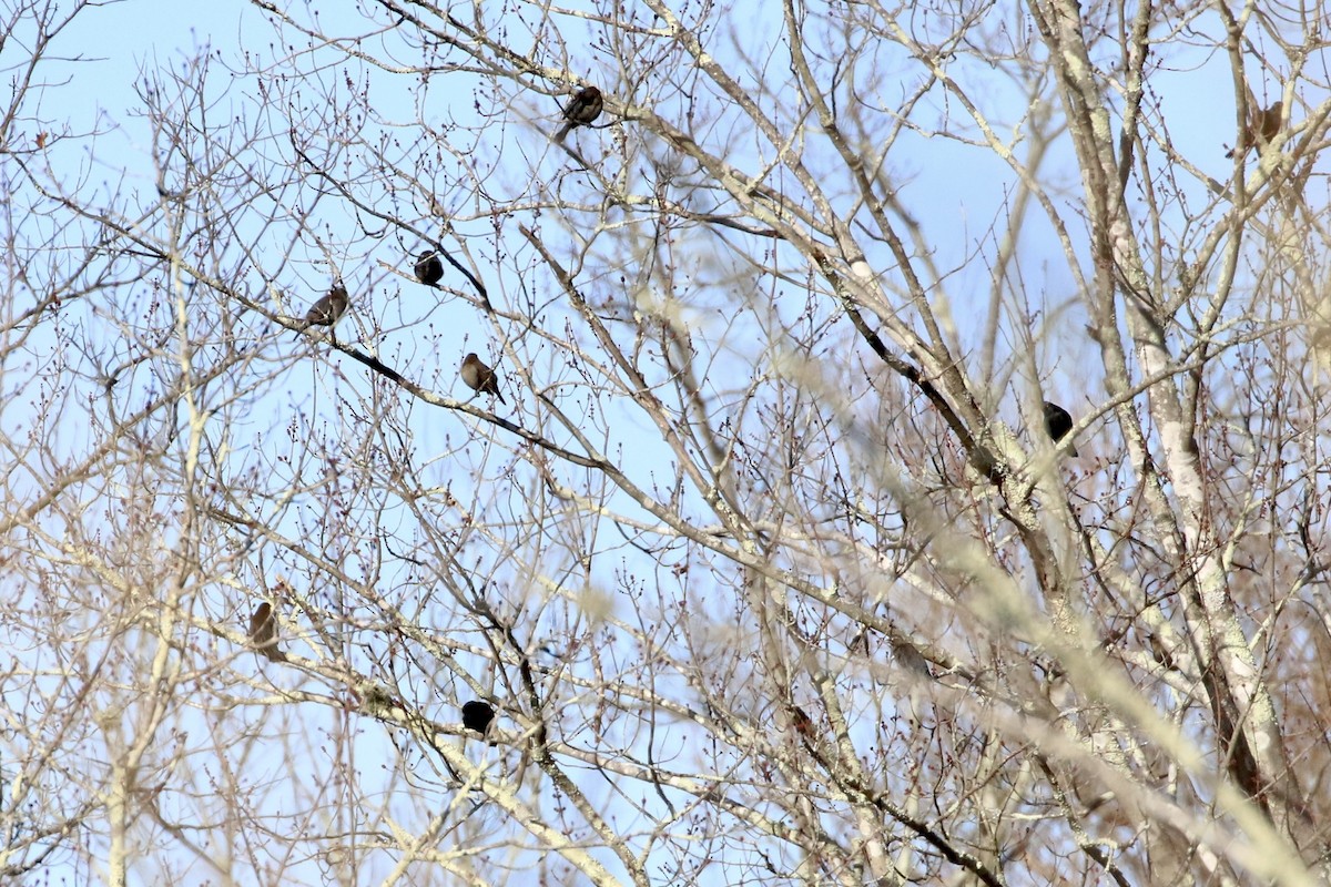 Rusty Blackbird - Trudy Rottino