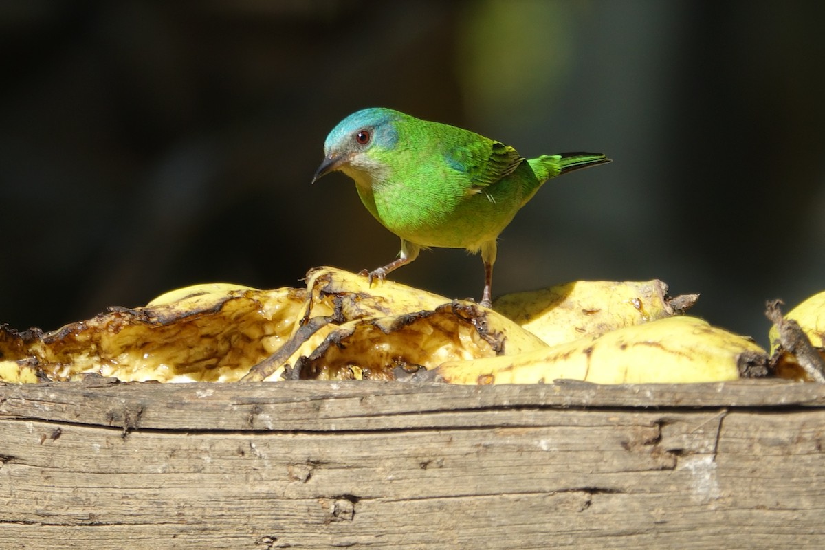 Blue Dacnis - ML615312427