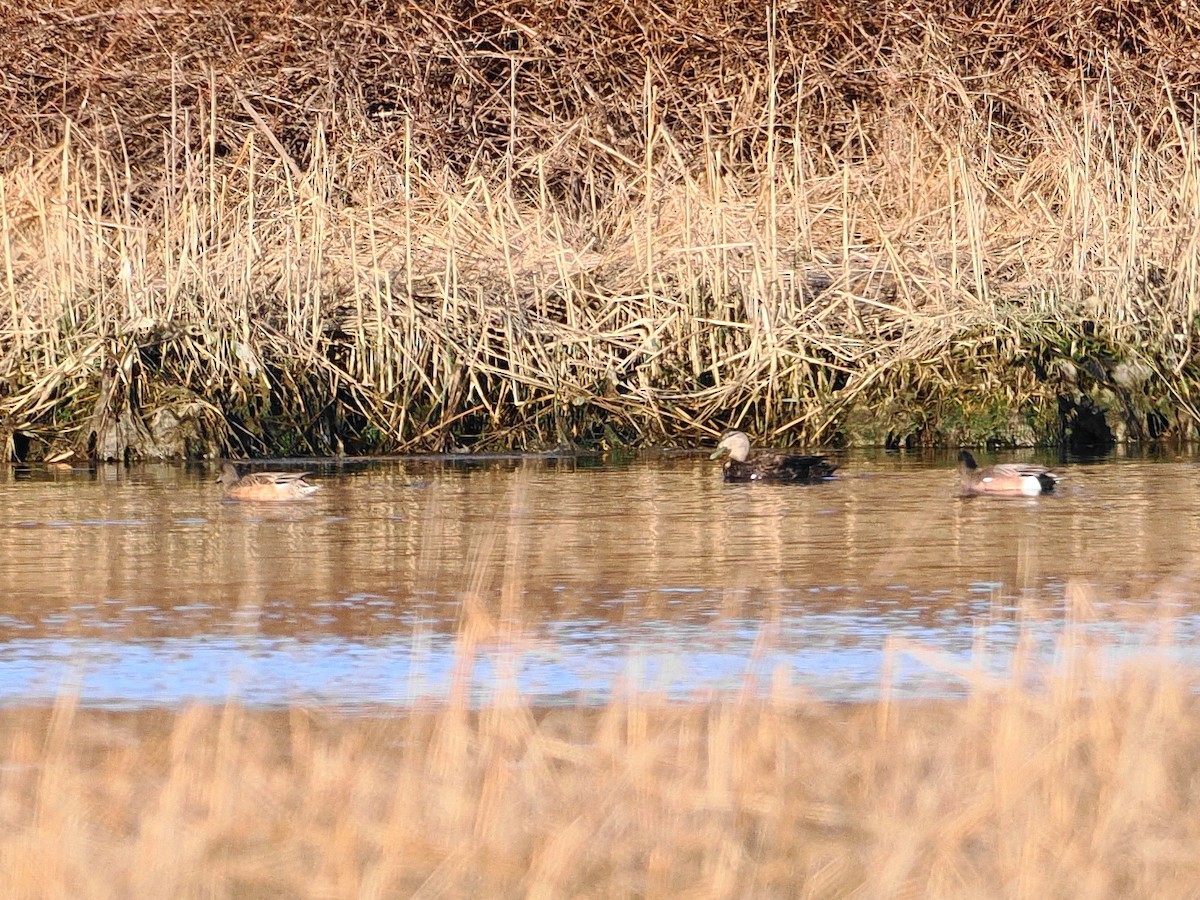 American Wigeon - ML615312434