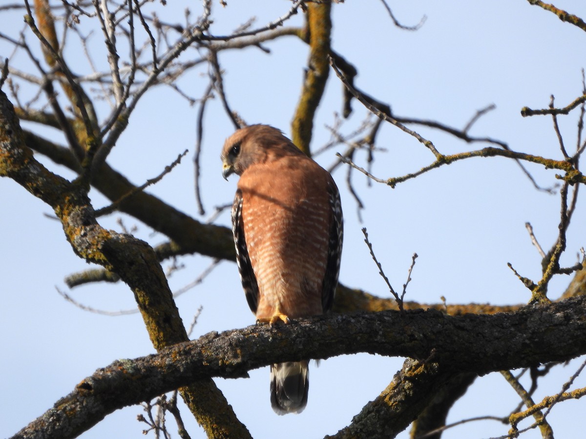 Red-shouldered Hawk - ML615312452