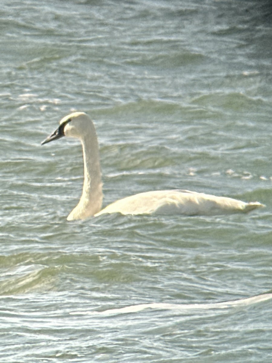 Trumpeter Swan - Chris Tessaglia-Hymes